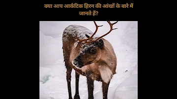 Amazing Arctic Reindeer Eyes Colors Shorts 