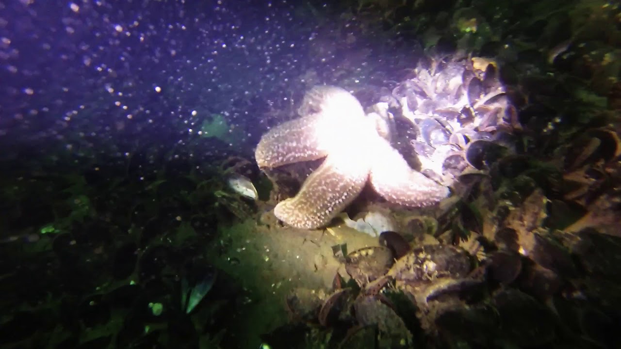 Sea Girt Reef, June 2018 YouTube