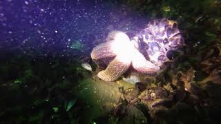Sea Girt Reef June 2018