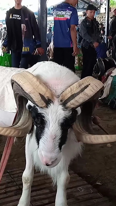 Domba adu/Domba garut asli‼️