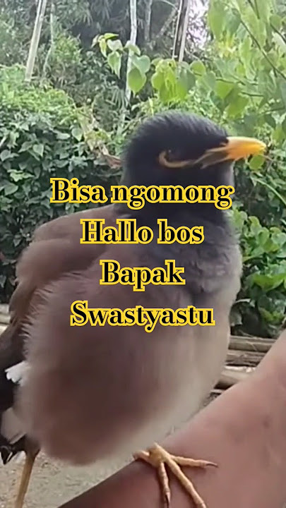 Nias starling gacor, tame can talk (long video clip)