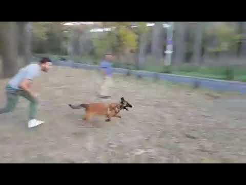 belgiuri nagazi gadvaqcie katat