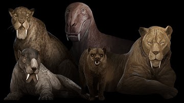 All 5 Types Of Sabertooths Explained