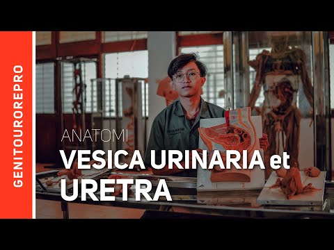 Video: Apakah itu orificium urethrae externum?