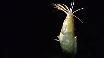 Câu cá rô đồng, cá thác lác.vừa tắt đèn, lút phao mà lên trê vàng khủng thì còn gì bằng nữa.