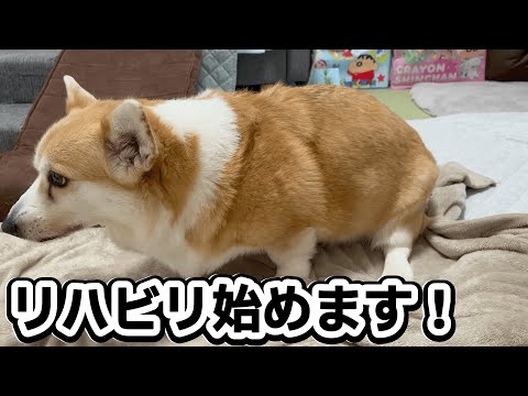 くきたんの日常 - YouTube