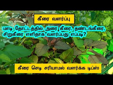 மாடி தோட்டத்தில் அரை கீரை, சிறு கீரை, தண்டங்கீரை வளர்ப்பது எப்படி?