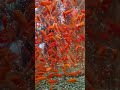 【他們說這缸看了超旺財】療癒系金魚缸