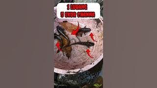 UP TO 5 TAILS IN 1 HOLE - CHANNA FISH #shorts #channa #limbata #viral