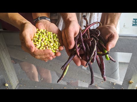 Vídeo: Picking Peas - Com i quan collir pèsols