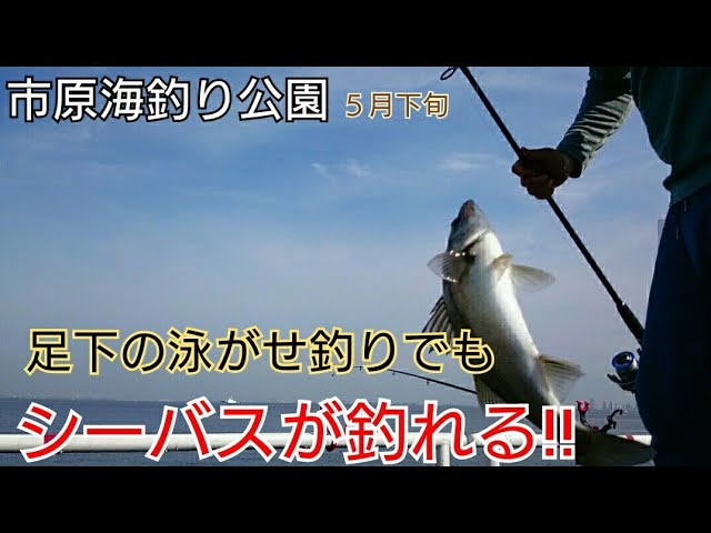 市原海釣り公園 足下に落としての泳がせ釣りで久々のシーバスが サビキ釣りでイワシ大爆釣 Youtube