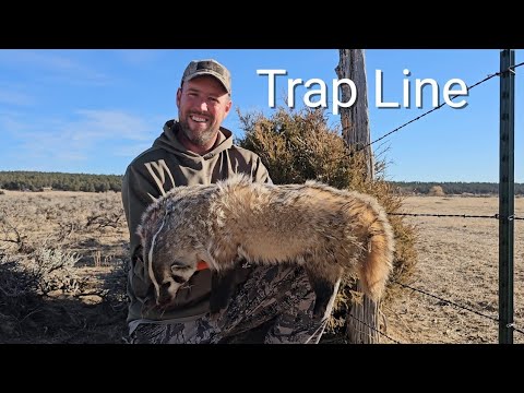 Wyoming Badger Trapping - YouTube