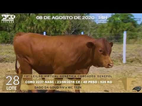 LOTE 28 CORO 2237