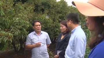 Sẵn sàng xuất khẩu vải tươi vào thị trường Nhật Bản