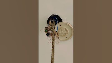 Sparrow couple making their nest 💕💞💕|| #shorts #ytshorts #shortsfeed #sparrow #nest #india #