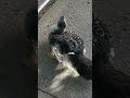 un bello pato