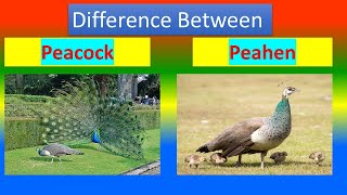 Différences entre Peacock et Peahen