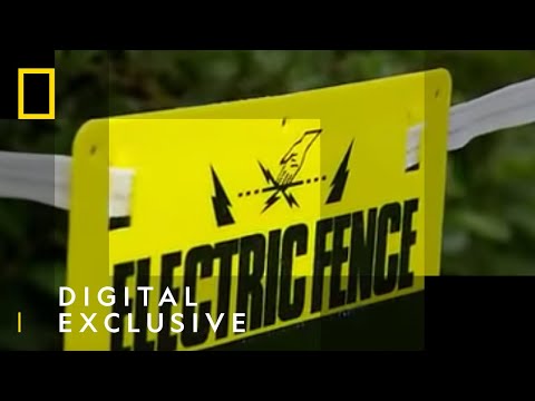 What would happen if you peed on an electric fence?
