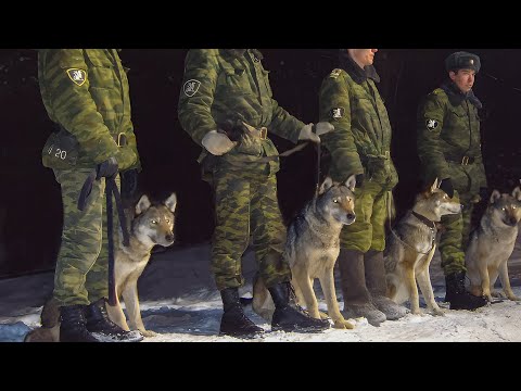 Video: Fem ovanliga hundraser från Ryssland