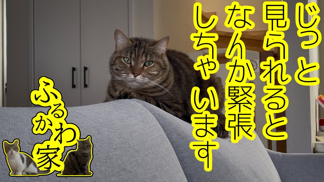 あほねこ Amazon.co.jp: 22market あほねこ 小島陽菜 にゃんにゃん こじはる