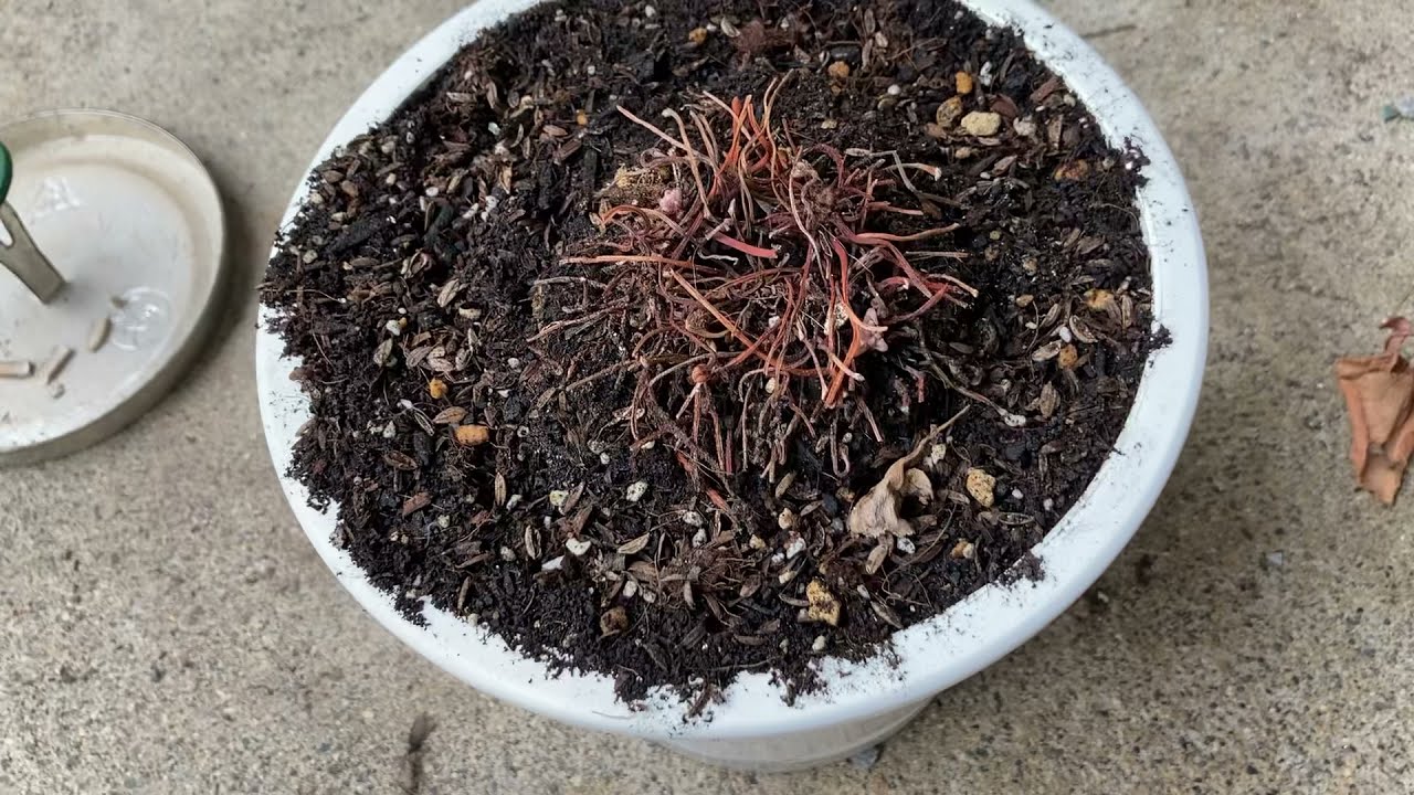 植え替え後のシクラメン1 Youtube 植え替え後のシクラメン1 Youtube