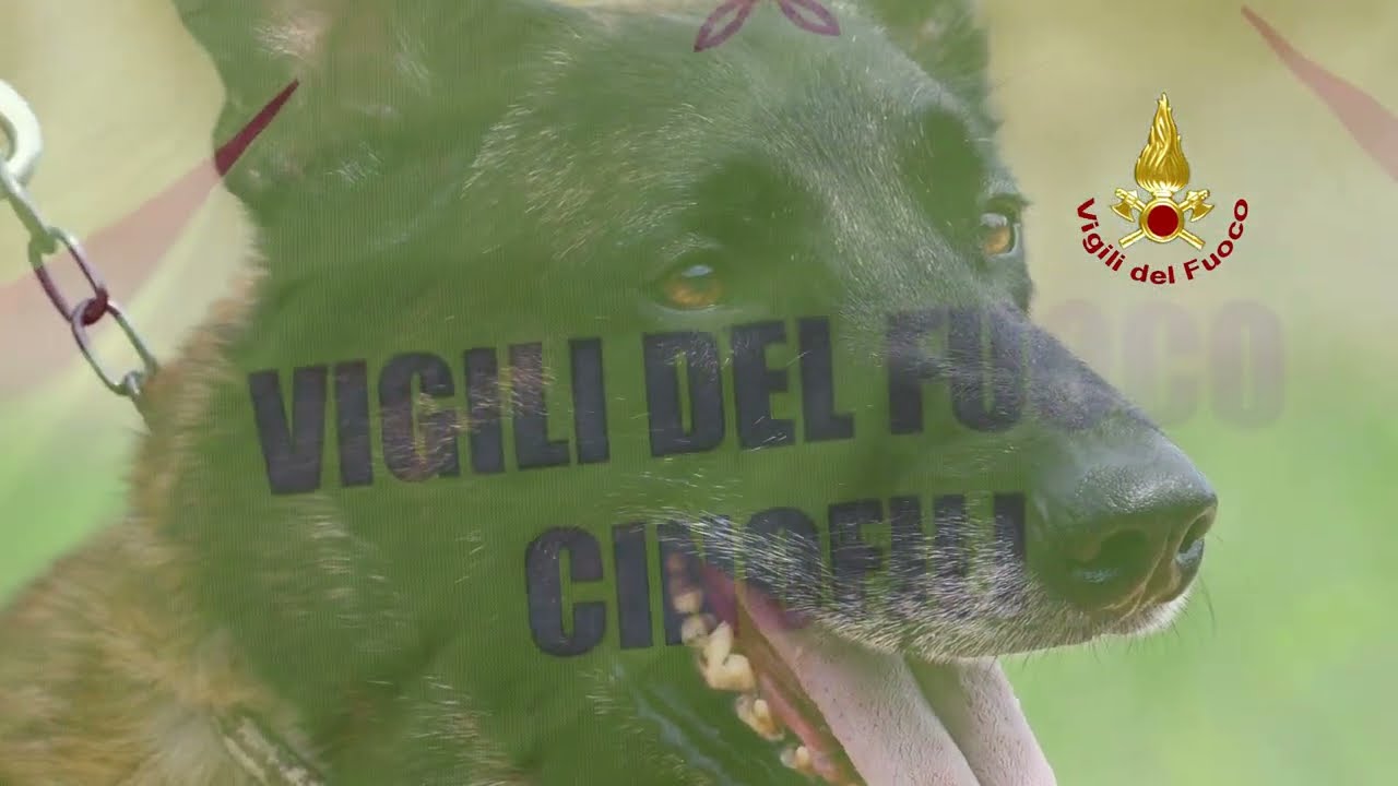 PRATO - NUCLEO CINOFILI VIGILI DEL FUOCO IN ADDESTRAMENTO
