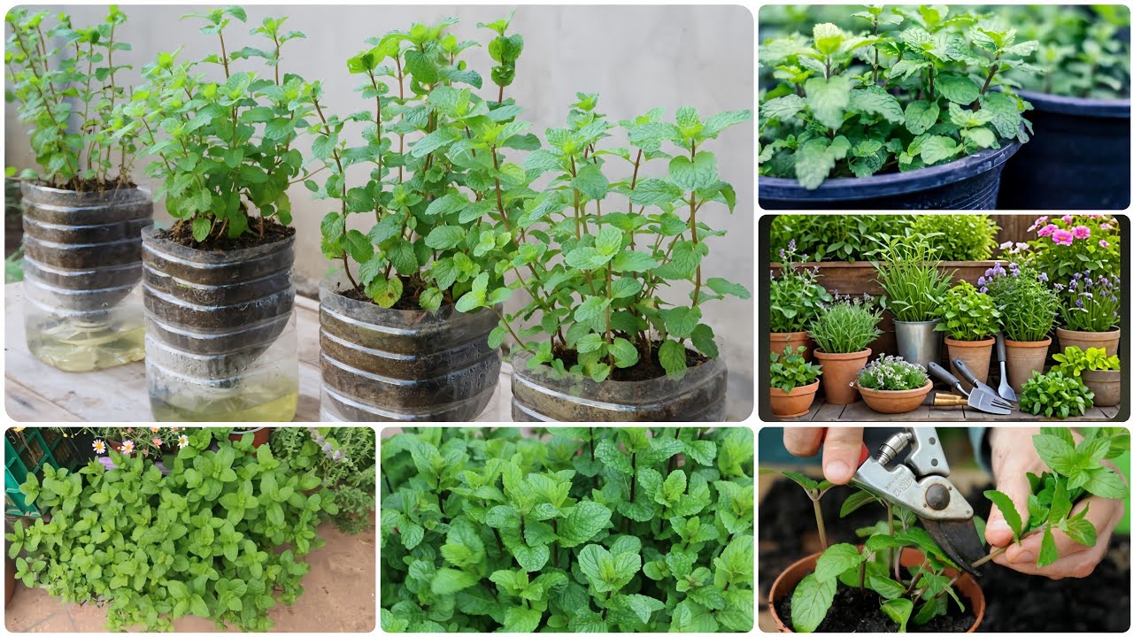 أفضل 3 طرق لزراعة النعناع في المنزل 🪴✨ 🥰 موعد زراعة النعناع [ #دليل_المبتدئين]