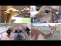 BOLIVIA - Vicuñas - 超かわいい!! ビクーニャというアンデスの動物