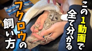 【永久保存版】フクロウの飼い方を教えます！（初心者向け）