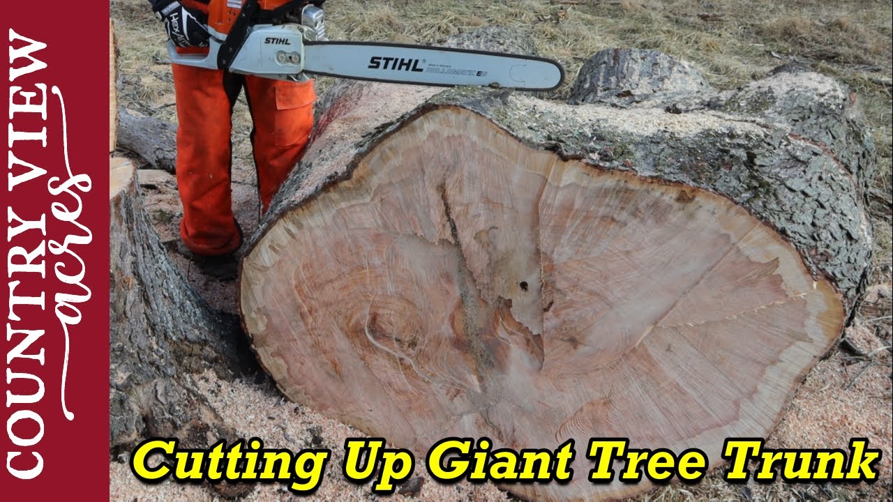 Cutting up a giant tree trunk. The chainsaw is just big enough to do it. 