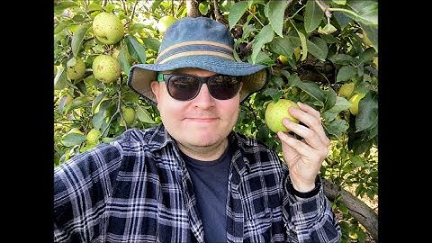 Appelboomgaardclip - 2025