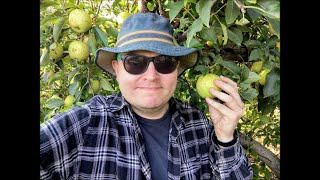 Apple Orchard Clip - 2025