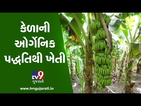 કેળાની ઓર્ગેનિક પદ્ધતિથી ખેતી | Tv9Dhartiputra