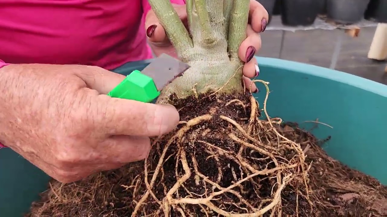ROSA DO DESERTO: REPLANTAR COM LIMPEZA E ELEVAÇÃO DE CAUDEX