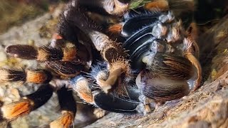 Tarantula Molting  Brachypelma Hamorii