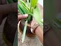Spider Plant Propagate In New Planter 😍🪴👍New Ideas #SpiderPlant #ytshorts #shorts #newsong