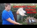 Almanyada Türk Güvercinleri Beslemek