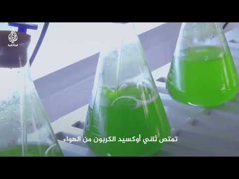 هل تستطيع الطحالب إطعام العالم