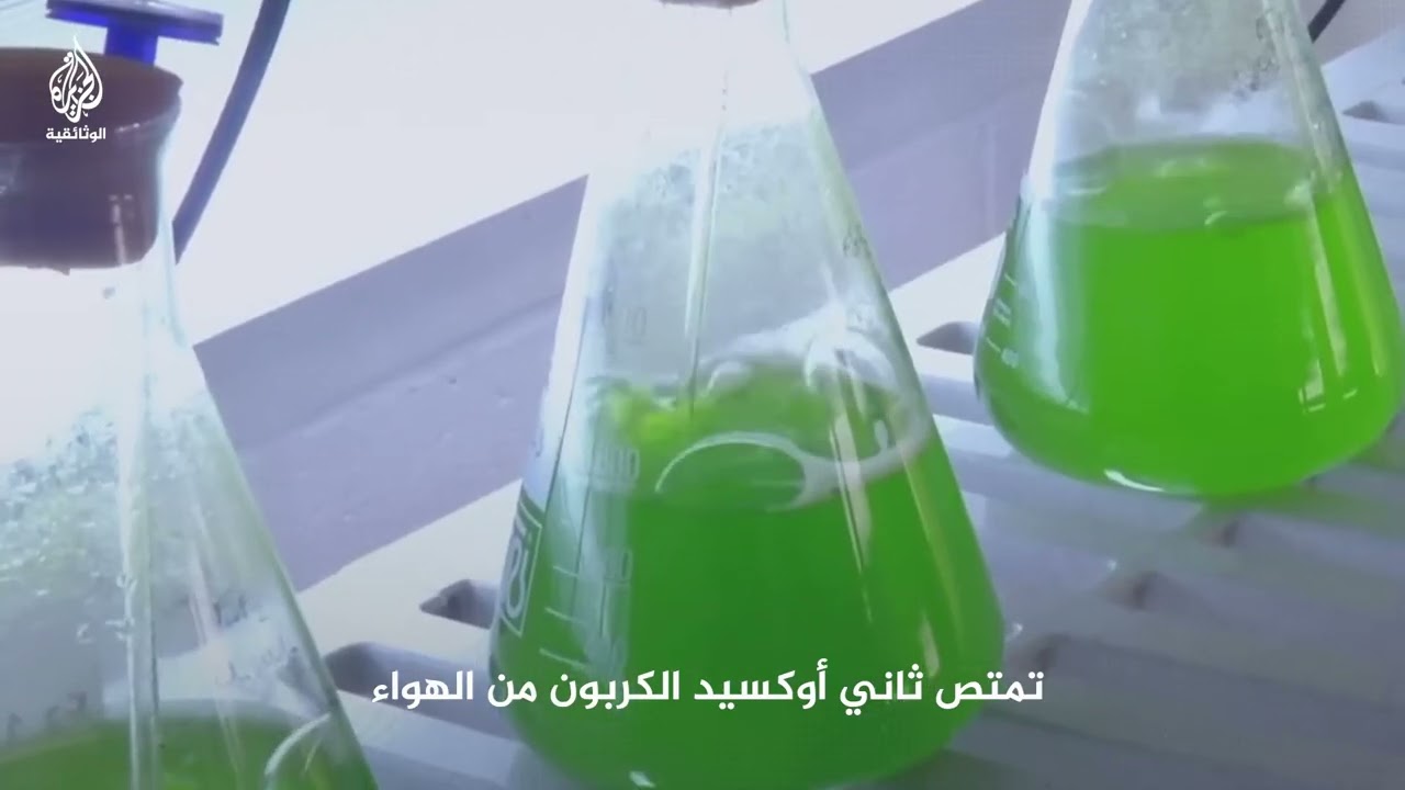 هل تستطيع الطحالب إطعام العالم؟