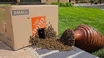 Watch 20k Bees Flood Out of This Pot!