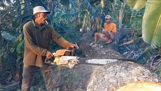 Waw ‼️‼️‼️ penuh batu dan kawat gronjong yang sudah terpendam dalam akar,pemotongan pohon Trembesi