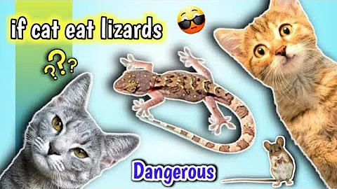 Video 4002781: persiancat persiankitten cat, persian cat eating