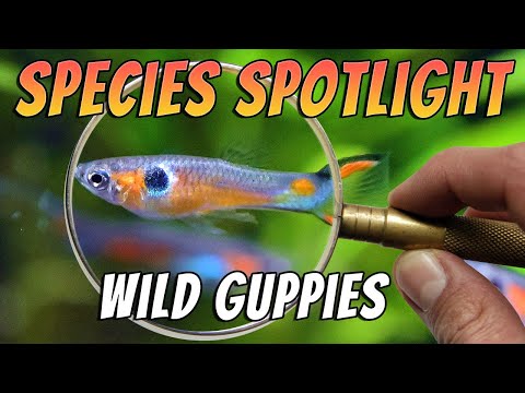 Wild Guppies (Poecilia reticulata) Aquarium Fish Species Profile & Care Guide Thumbnail