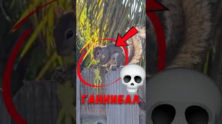 🐿️ Почему белка вдруг решила съесть ящерицу?  #животные #природа #шортс