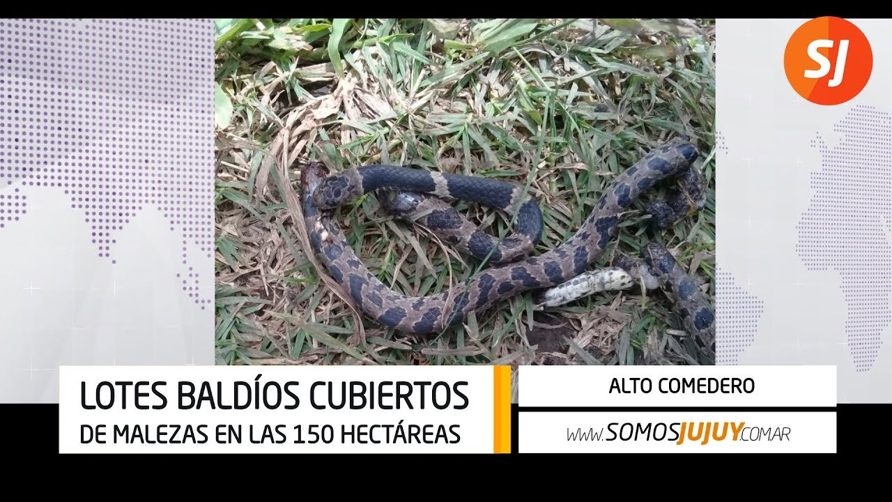 Lotes baldíos cubiertos de malezas en las 150 hectáreas