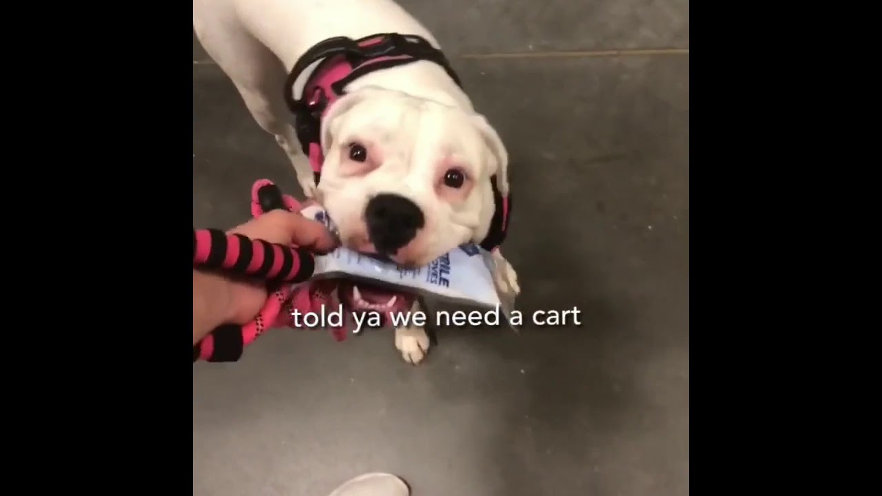 Tik Tok Compilation Dogs - YouTube