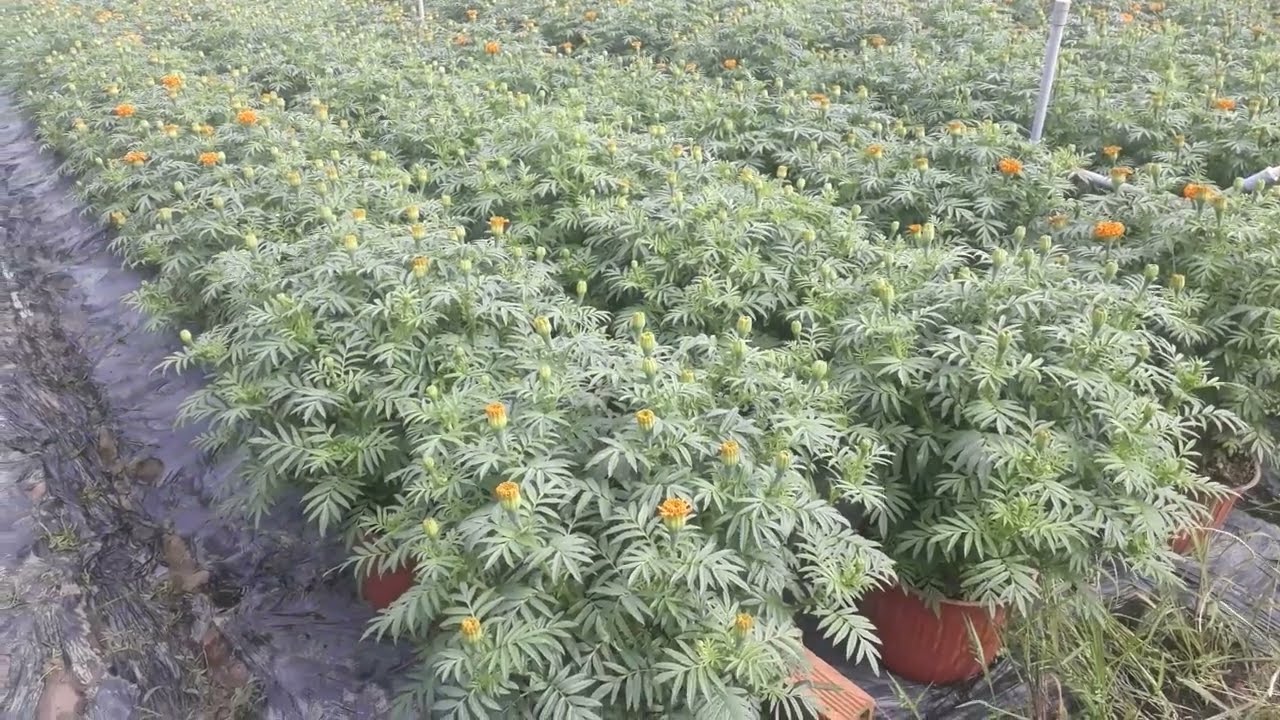 cách khắc phục vạn thọ nở trễ hoặc sớm