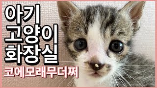 Eng sub) 아기고양이 화장실 배변훈련 Kitten uses litterbox and Toilet training by 소블리 SOHOLOG 5,550 views 3 years ago 7 minutes, 38 seconds