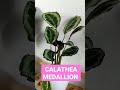 CALATHEA MEDALLION,el vídeo ya en el canal.