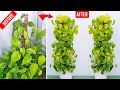 Do this today to grow bushy neon pothos money plant easily